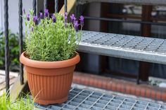 a potted plant sitting on top of a metal step next to a bench with purple flowers growing in it