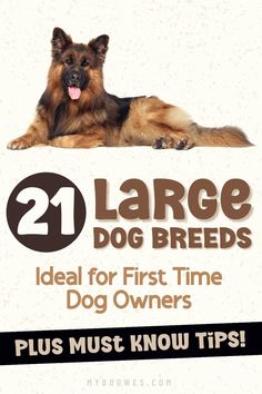 a large dog laying down on top of a sign with the words 21 large dog breeds ideal for first time dog owners plus must know