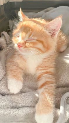 an orange and white cat laying on top of a blanket