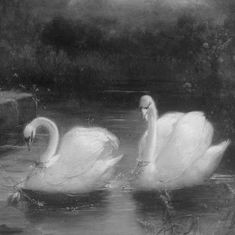 two white swans swimming in the water