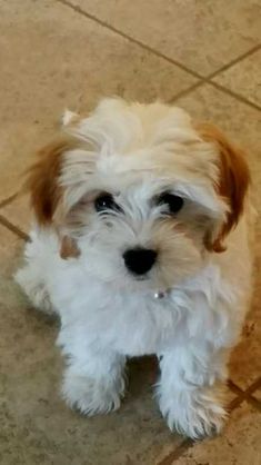 a small white dog sitting on top of a tile floor