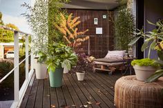 several potted plants sitting on a wooden deck next to a couch and table with pillows