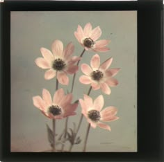 a group of pink flowers sitting in a vase