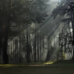 sunbeams shine through the trees in a forest on a foggy day,