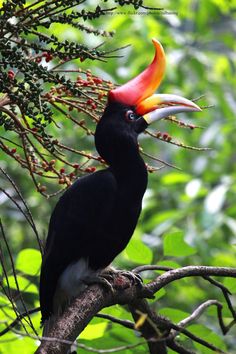 a black bird with a red and yellow beak sitting on a tree branch