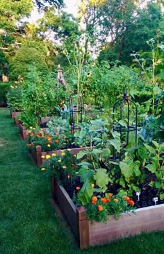 a garden filled with lots of different types of vegetables and plants in wooden boxes on the grass