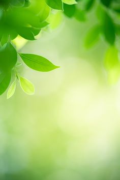 green leaves are hanging from the branches