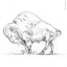 a drawing of a bison is shown in this image, it appears to be penciled