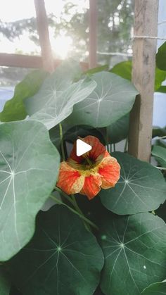 a flower that is sitting in the middle of some green leafy plants with a video playing button on it