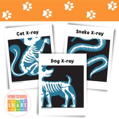 three cards with the words, cat x - ray and dog x - ray