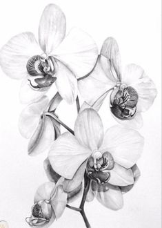 a pencil drawing of two orchids on a white background, with one flower in the middle