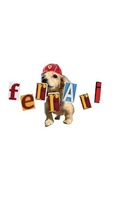 a dog wearing a fireman's hat and holding blocks spelling out the word ferret