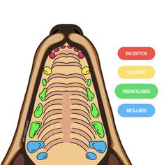 the anatomy of an animal's tongue and its corresponding parts are labeled in three different colors