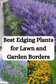 the best edging plants for lawn and garden borders in this postcard photo series