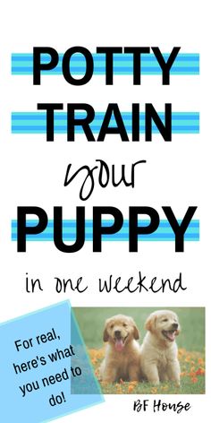 a poster with two puppies on it and the words potty train your puppy in one weekend