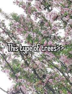 a tree with pink flowers and the words this type of trees