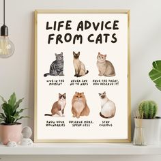 a poster with cats on it that says life advice from cats