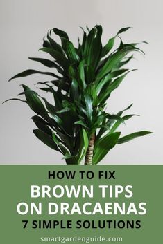 a potted plant with the words how to fix brown tips on dracaenas