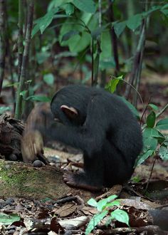 a small black animal sitting on top of a forest floor