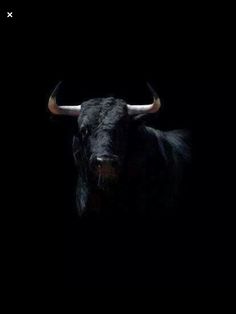 a black bull with large horns standing in the dark, looking at the camera lens