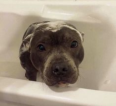 a dog sitting in a bathtub looking at the camera