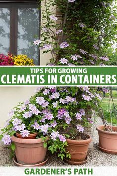 several potted plants with the words tips for growing clematis in containers