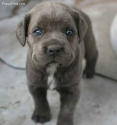 a brown puppy with blue eyes standing on concrete