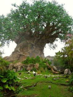 the tree of life at disney's animal kingdom is surrounded by lush green grass