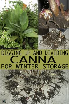 the cover of digging up and dividing canna for winter storage, with pictures of various plants