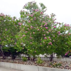 pink flowers are blooming on the top of this tree in front of some rocks