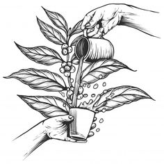 two hands are sprinkling coffee beans from a cup on top of a plant