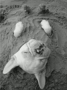 a dog laying in the sand with it's head sticking out