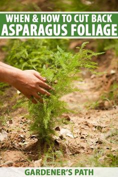 someone is picking up some green plants in the field with text overlay that reads, when & how to cut back asparagus foliage forage gardener's path