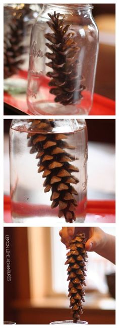 pine cones are placed in a jar filled with water to make a diy christmas tree decoration