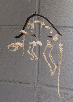 an animal skeleton mobile hanging from a branch in front of a gray brick wall, with several bones attached to it