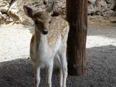 a baby deer standing next to a wooden pole