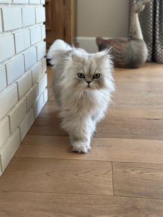 a white cat walking across a hard wood floor next to a brick wall and door