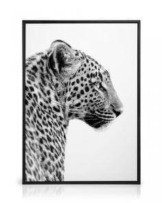 a black and white photo of a leopard's head in the middle of a frame