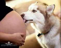 Siberian Husky Funny, Fall Maternity Photos, Pregnant Dog, Husky Funny, Photos With Dog, Fall Maternity