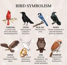 the different types of birds that can be found in an animal's life cycle