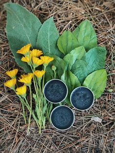 Homemade Drawing Salve (Bites, Stings Homemade Salve Recipes, Homemade Salve, Drawing Salve, Homemade Lotions, Plantain Leaves, Diy Herbal Remedies, Salve Recipes, Herbal Salves, Herbal Recipes