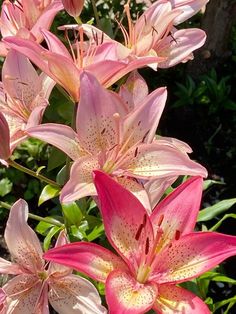 pink flowers are blooming in the garden