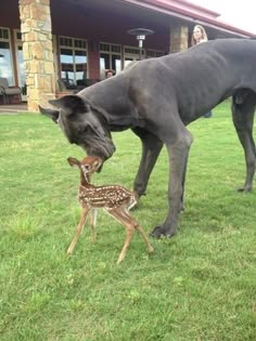 a large dog standing next to a baby deer on top of a lush green field