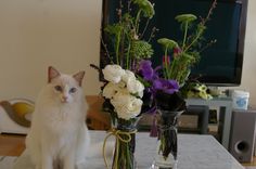 a white cat sitting next to two vases filled with flowers on top of a table