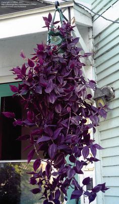 a purple plant hanging from the side of a house