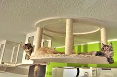 two cats laying on top of a cat tree