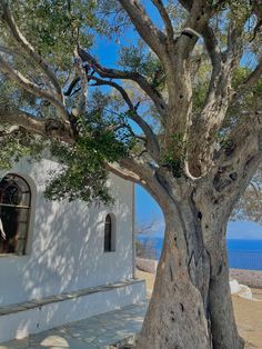 an old tree in front of a small white building with a window and arched door