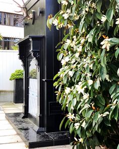 a black phone booth sitting next to a tree with white flowers on it's branches