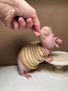 a person feeding a sphydrah something out of a white dish on top of a table