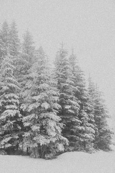 snow covered pine trees on a snowy day